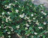 Trachelospermum jasminoides. Части побегов с соцветиями. Греция, Метеоры. 08.06.2009.