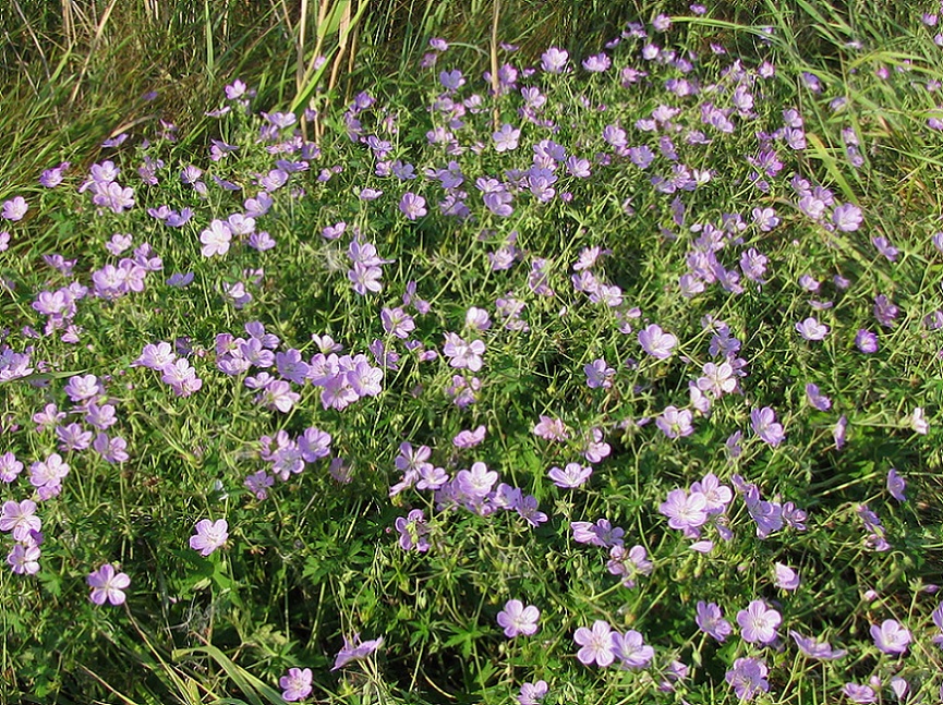 Изображение особи Geranium collinum.