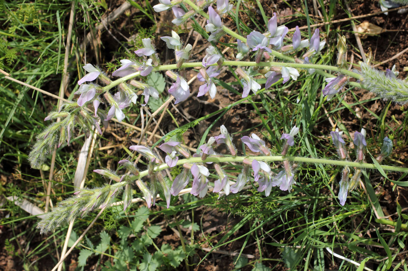 Изображение особи Oxytropis ornata.