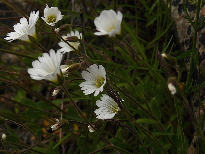 Изображение особи Cerastium alpinum.