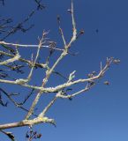 Sorbus mougeotii. Покрытые лишайниками ветви с прошлогодними высохшими плодами. Германия, г. Дюссельдорф, Ботанический сад университета. 10.03.2014.