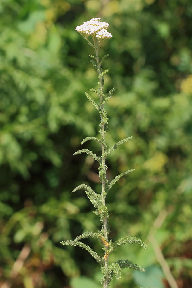 Тысячелистник щетинистый (Achillea setacea)