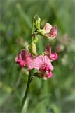 Lathyrus sylvestris