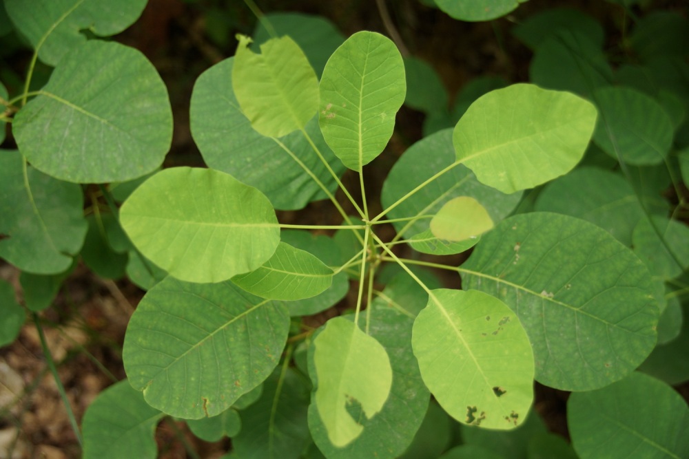 Изображение особи Cotinus coggygria.