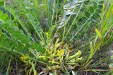 Astragalus schanginianus