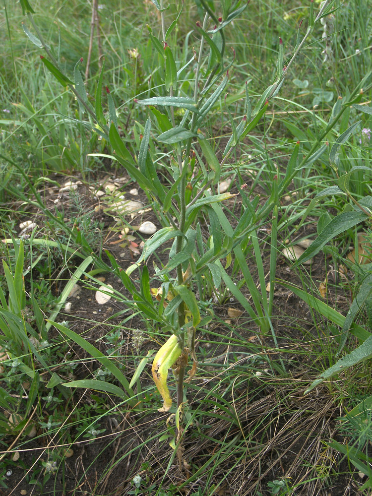 Image of Camelina microcarpa specimen.