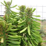 Euphorbia neriifolia