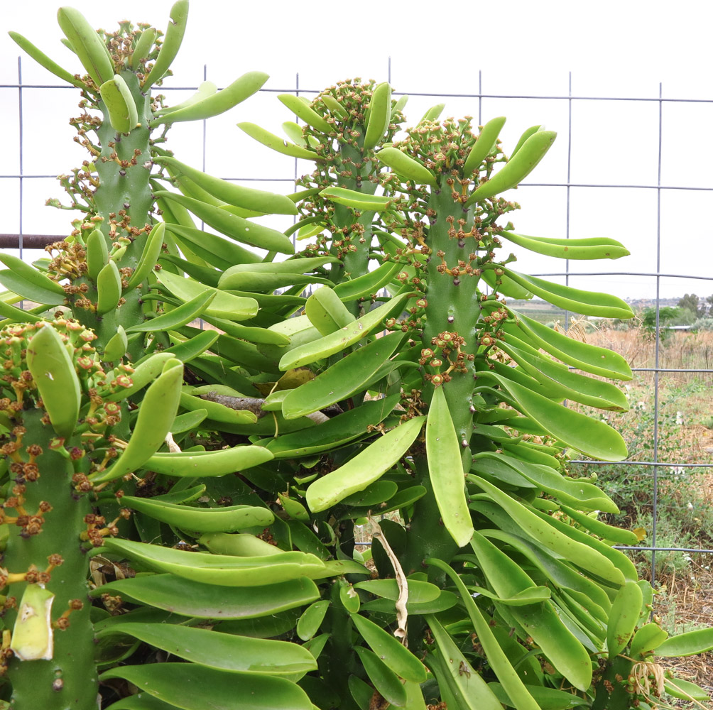 Image of Euphorbia neriifolia specimen.