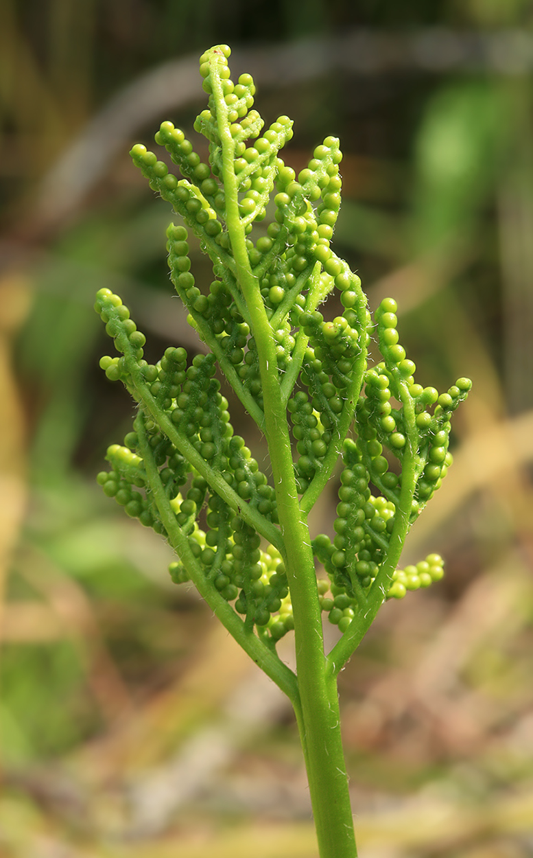 Image of Botrychium robustum specimen.