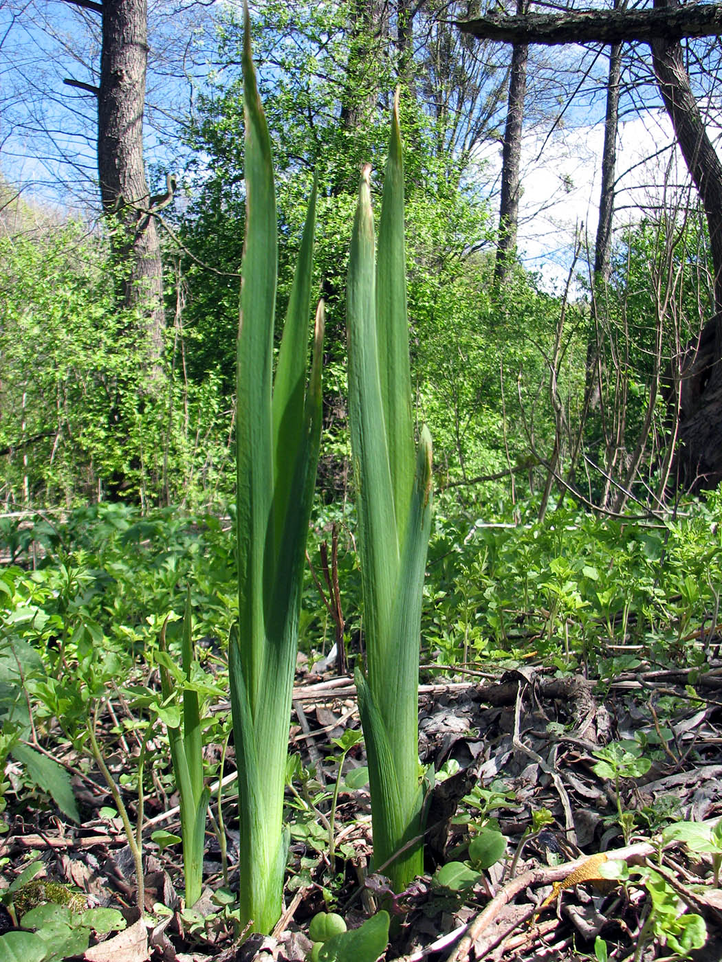 Изображение особи Iris pseudacorus.