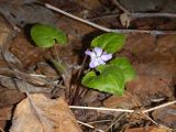 Viola selkirkii