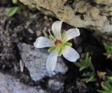 Minuartia imbricata