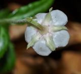 Chimaphila japonica