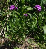 Hesperis sibirica