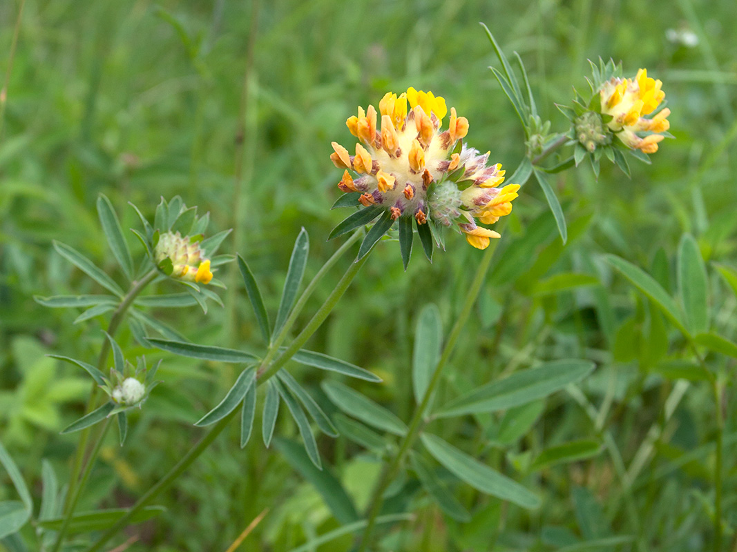 Изображение особи Anthyllis vulneraria.