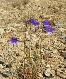 Campanula rotundifolia. Растение с цветками и бутонами. Магаданская обл., Ольский р-н, Ольское шоссе, щебнистый склон близ дороги. 13.07.2015.