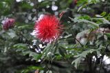 Calliandra haematocephala. Побег с соцветием. Китай, провинция Гуандун, г. Гуанчжоу, парк Юэсю. 06.03.2015.