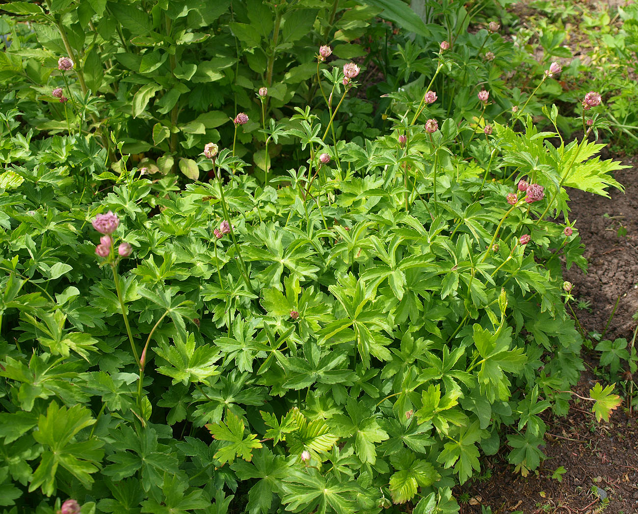 Image of Astrantia trifida specimen.