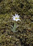 Stellaria eschscholtziana