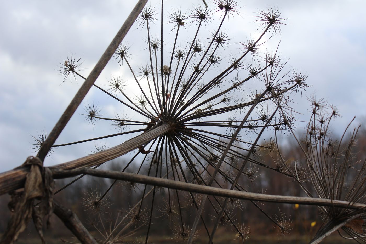 Изображение особи Heracleum sosnowskyi.