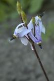 Dodecatheon amethystinum