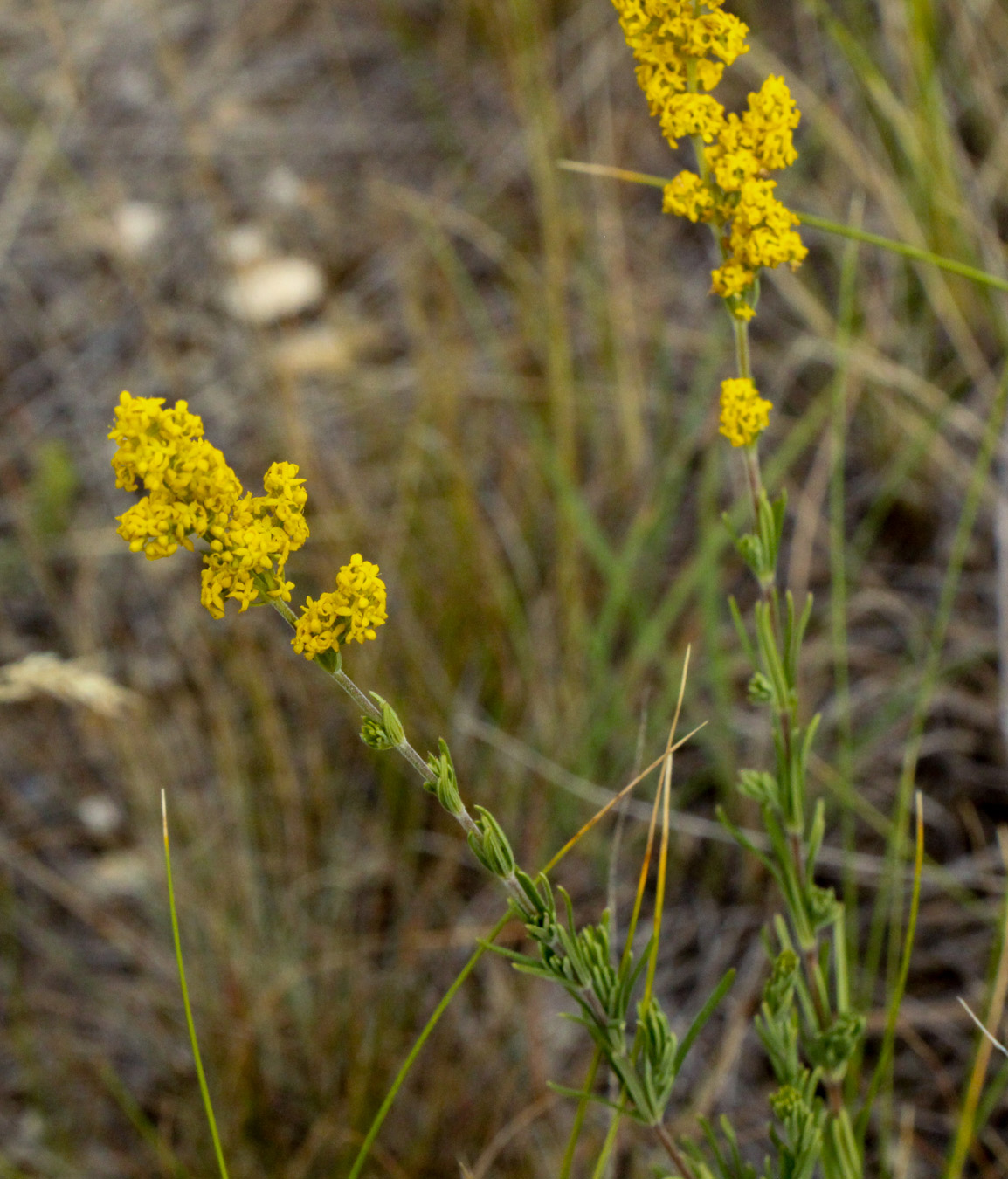 Изображение особи Galium verum.