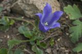 Campanula chamissonis. Цветок. Костромская обл., Судиславский р-н, дер. Антипино, в культуре. 17.07.2019.