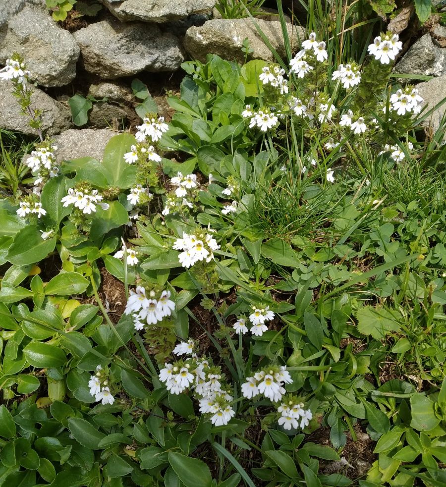 Изображение особи Euphrasia petiolaris.