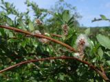 Salix dshugdshurica. Часть ветви с соплодиями со вскрывшимися зрелыми плодами. Магаданская обл., окр. г. Магадан, нижнее течение р. Магаданка, в разреженном ивняке. 23.07.2020.