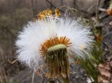 Tussilago farfara. Соплодие с частично удалёнными семянками (также видны усыхающие венчики цветков). Краснодарский край, м/о г. Новороссийск, восточный отрог горы Сахарная Голова, ≈ 300 м н.у.м., мелкощебнистый склон горы, сложенный ожелезнённым слабокарбонатным песчаником. 03.04.2016.