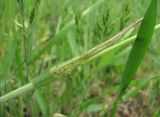 Bromus hordeaceus