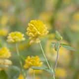 Trifolium campestre