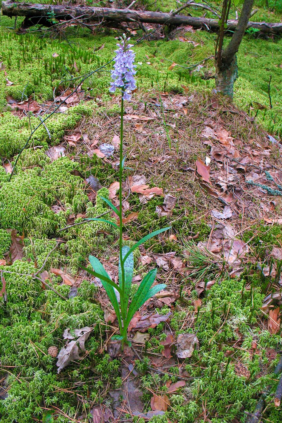 Изображение особи Dactylorhiza maculata.
