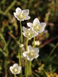 Parnassia palustris