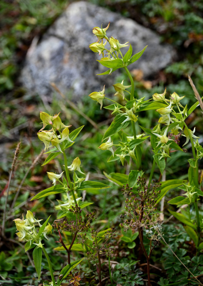 Изображение особи Halenia corniculata.