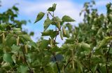 Betula platyphylla. Верхушка ветви с соплодиями. Курильские о-ва, о-в Кунашир, кальдера вулкана Головнина, берег оз. Горячее, каменистый берег. 20.08.2022.