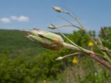 Scorzonera stricta. Верхушка побега с бутонизирующим соцветием. Краснодарский край, м/о г. Новороссийск, гора Рябкова, ≈ 500 м н.у.м., скальное обнажение. 06.05.2017.