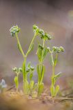 genus Valerianella. Цветущие растения. Ростовская обл., Каменский р-н, окр. станицы Калитвенская, песчаная степь. 13.04.2024.