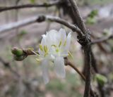 Lonicera fragrantissima