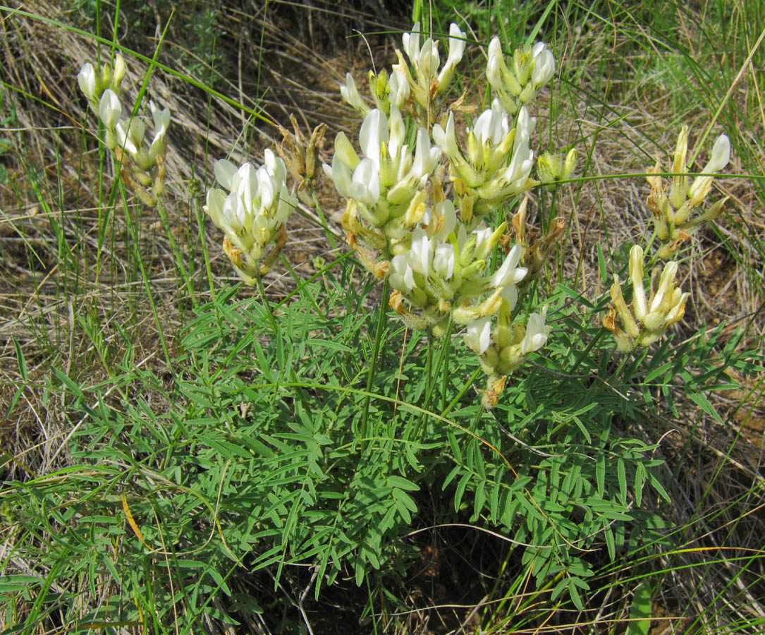Изображение особи Astragalus zingeri.