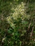 Thalictrum flavum