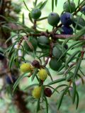 Juniperus communis. Часть ветви с незрелыми и созревающими шишкоягодами. Свердловская обл., окр. г. Североуральск, опушка сосново-елового леса близ известнякового карьера. 15.06.2011.