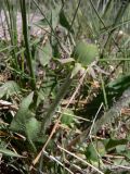 Taraxacum distantilobum