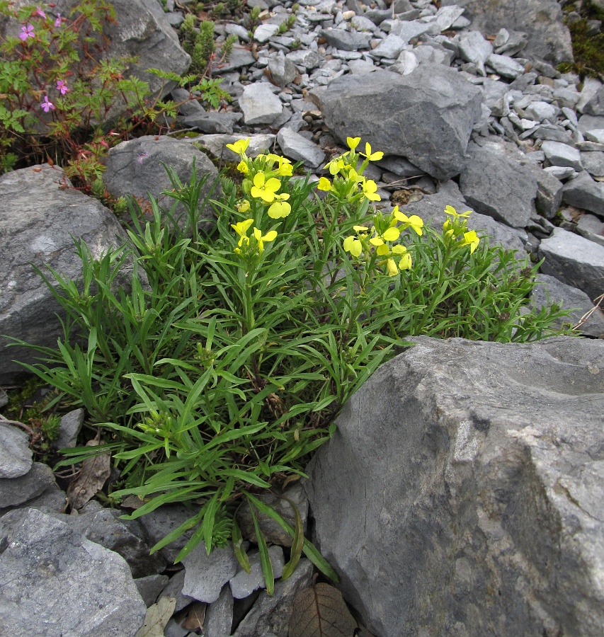 Изображение особи Erysimum gorbeanum.