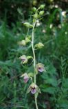 Epipactis helleborine. Соцветие. Крым, Байдарская яйла, восточный склон горы Каланых-Кая, грабово-дубовый лес. 12 июня 2012 г.