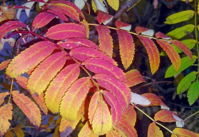 Image of Sorbus aucuparia specimen.