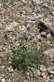 Astragalus schrenkianus. Цветущее растение. Южный Казахстан, хр. Боролдайтау, гора Нурбай; 1080 м н.у.м. 23.04.2012.