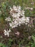 Pedicularis cheilanthifolia