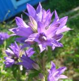 Campanula glomerata