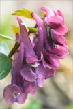 Corydalis solida. Соцветие. Ленинградская обл., Кургальский заказник, сырой обрывистый берег Финского залива, смешанный лес. 28.04.2013.